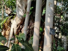 -北京植物园-展览温室