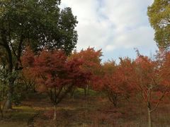 -贡湖湾湿地公园