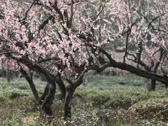 -梅花山(明孝陵内)