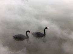 -诗经里