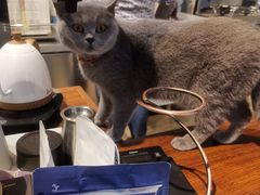 -猫咪咖啡·猫咖(万达广场店)