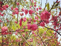 -南汇桃花村