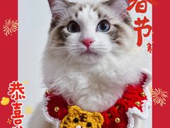 -猫十亿·布偶金渐层·曼基康矮脚猫舍(青年路店)