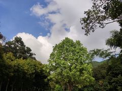 -深圳仙湖植物园