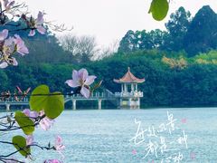 -番禺大夫山森林公园