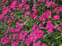 -径山花海