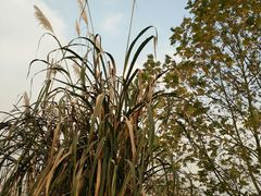 -白鹭湾湿地公园