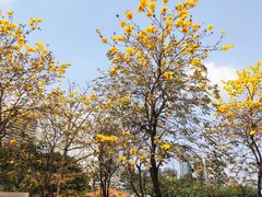 -荔湾湖公园