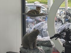 -小牛电动(上海浦东新区张杨路店)