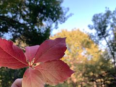 -北京西山国家森林公园