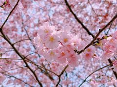 -顾村公园