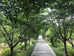 -香雪海