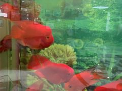 -雅悦齿科(顾村公园店)