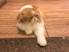 -more than meow吴止猫主题餐厅(承德 中船汇店)