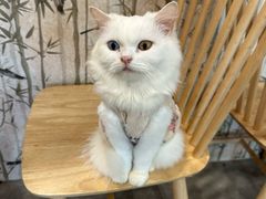 -楼上猫咖(罗湖店)