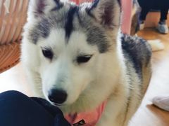 -Husky Go! 哈士奇体验馆·宠物咖啡厅狗咖