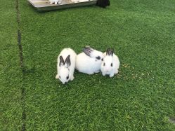 -萌宠亲子动物乐园(槐房万达店)