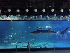 -烟台海昌鲸鲨海洋公园
