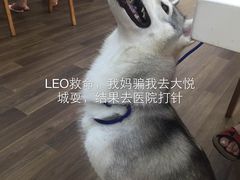 -瑞鹏宠物医院·眼科·皮肤·中兽医(大悦城分院)