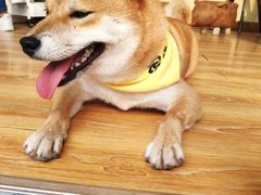 -柴犬高等学院·狗咖·柴犬售卖·宠物训练