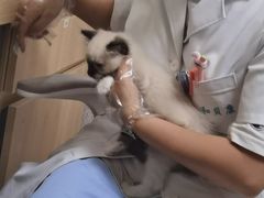 -谐和贝康宠物医院24小时·宠保定点(急重症转诊中心)