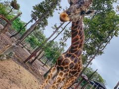 -清迈夜间动物园