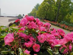 -上海滨江森林公园