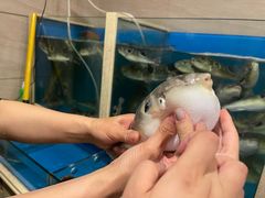 -天正河鲀·河豚亭(大连店)