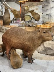 -Zoolung Zoolung动物主题公园(海信广场店)