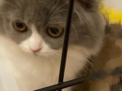 -喵zoo家庭繁育猫舍(尖东智能花园店)