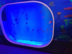 -芜湖新华联大白鲸海洋公园