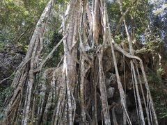 -中国科学院西双版纳热带植物园
