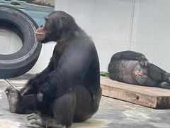 -西安秦岭野生动物园