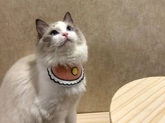 -柚子猫舍·精品猫舍购猫·猫咪认养·购宠·宠物店