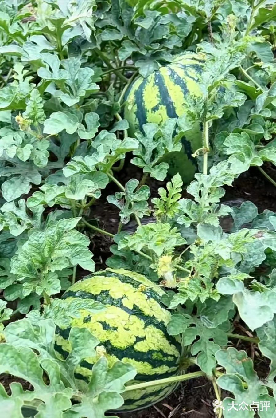 夏天是吃甜甜西瓜的季节