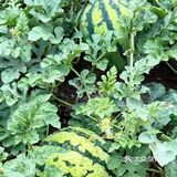 夏天是吃甜甜西瓜的季节