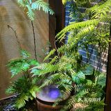 正宗地道客家菜客满园开来龙城啦‼️