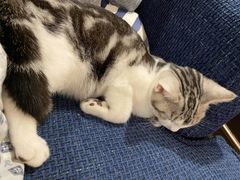 -Bastet sally猫舍购宠(静安店)
