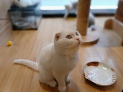 -啵啵喵·猫咖(攀华国际店)