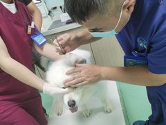 -北京观赏动物医院·24小时大型综合·猫专科·异宠专科