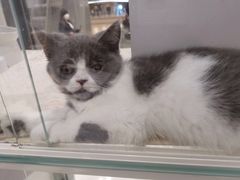 -COLOR PETS 撸猫馆·购猫·猫咖(长风大悦城店)