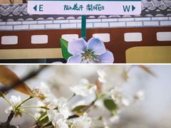 -莱阳濯村樱花园