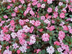 -松山湖梦幻百花洲