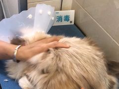 -北京观赏动物医院·24小时大型综合·猫专科·异宠专科