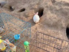 -前小桔亲子创意农场·草莓采摘·露营烧烤