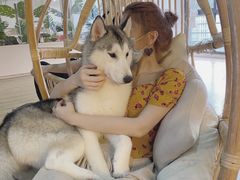 -Husky Go! 哈士奇体验馆·宠物咖啡厅狗咖