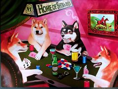 -柴犬高等学院·狗咖·柴犬售卖·宠物训练