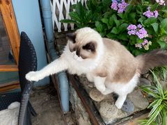 -喵屿·大理花园猫咖