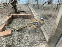 -青藏高原野生动物园