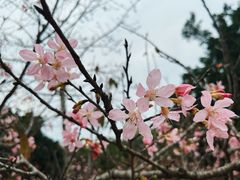 -聚龙山公园
